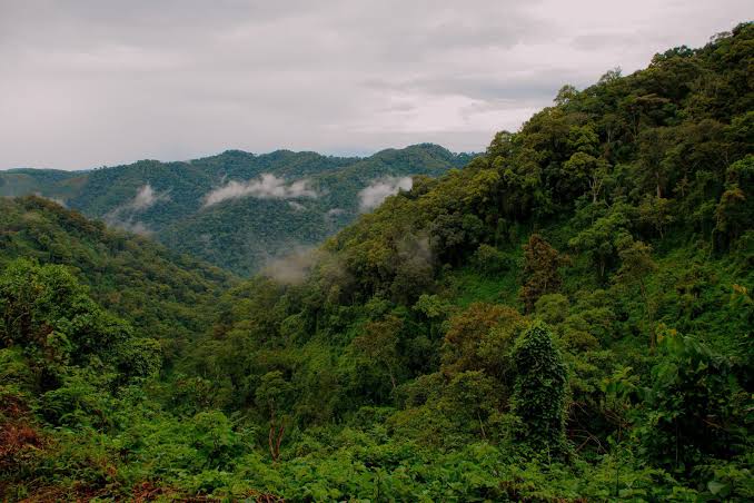 Bwindi Impenetrable Forest National Park Uganda, African Safari Treks