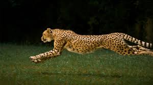 37 cheetah running wallpaper