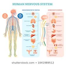 Nervous System Images Stock Photos Vectors Shutterstock