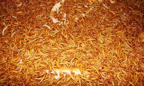 how to raise mealworms for feed