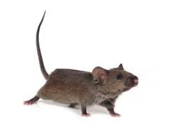 Aber anstatt sich zu ekeln, sind viele touristen entzückt: Anzeichen Fur Ratten Schnelles Handeln Bei Einem Rattenbefallalles Rund Um Haus Hof Und Garten