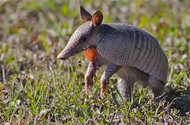 nine banded armadillo a curious critter