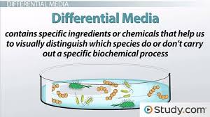 Differential Selective Media In Microbiology