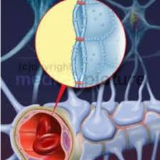 Doppelte barriere zwischen blutkreislauf und zentralem nervensystem. Blut Hirn Schranke Doccheck Flexikon