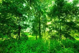 green forest images free on