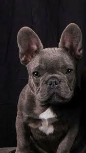 The frenchie shares many of the traits that made its bulldog ancestors so successful in the the french bulldog is a clown in a lap dog. Lieve Franky Ik Mis Je Heel Erg Ik Zie Je Weer Na De Vakantie Groetjes Lieve Liv Bulldog Puppies Cute French Bulldog Bulldog