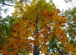 6 types of hickory trees in indiana