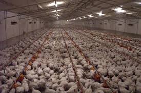 Image result for chicken factory farm