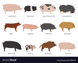 pigs hogs breed icon set flat design