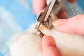 how to treat a dog s broken nail issues