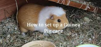 how to set up a guinea pig cage