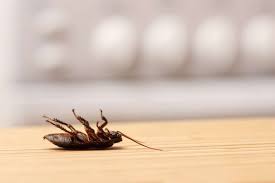 how to get rid of roaches for good