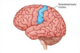 somatosensory cortex damage symptoms