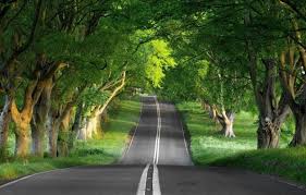 wallpaper nature road roads tree for