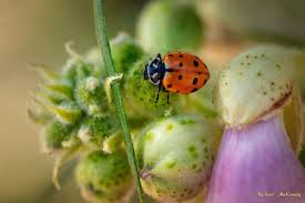 how to control aphids in your garden