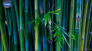 Animated Bamboo Background Wallpaper Windows 10 Wallpapers