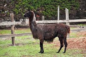 Llama Wikipedia