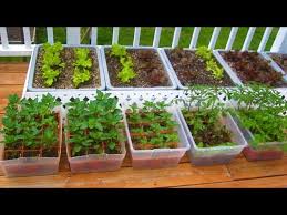 Step By Step Grow Vegetables Plant