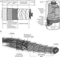 cotton fiber an overview