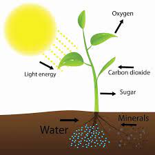 how light affects plant growth what