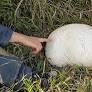 Giant Puffball Mushroom fromthe list of 40 edible mushrooms, veganliftz.com