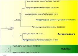 Questa stampante inkjet avanzata per grandi formati produce stampe sensazionali. Fungal Diversity Notes 1036 1150 Taxonomic And Phylogenetic Contributions On Genera And Species Of Fungal Taxa Springerlink