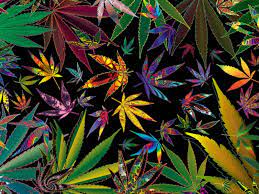100 weed leaf wallpapers wallpapers com