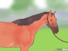 how to put on a horse s or pony s rug