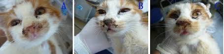 nasal signs of cats infected with fhv 1