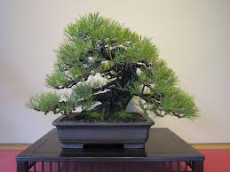 When pruning a pine tree there are a few rules you will want to follow. Pine Bonsai Tree Care Guide Bonsai Tree Gardener
