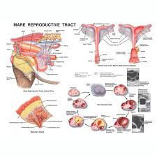 Equine Mare Reproductive Anatomy Wall Chart