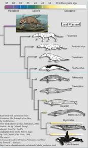 A Terrific Popular Article On The Evolution Of Whales