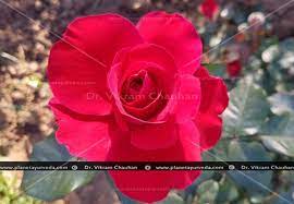 rose rosa centifolia cinal