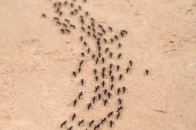 des fourmis dans le jardin