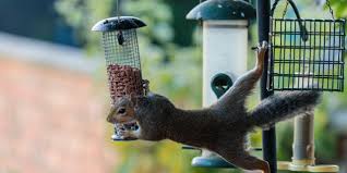 do bird feeders encourage squirrels to