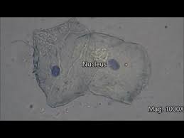 Onion cell) magnification (40x, 100x, or 400x) label all visible cell parts *use pencil or colored pencil. Cheek Cells Under The Microscope Youtube