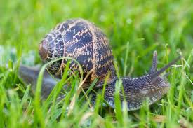 Guide To British Slugs And Snails How To Identify Common