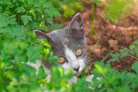 Can Cats Eat Parsley Let S Find Out
