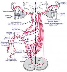 Trigeminal Nerve Anatomy Gross Anatomy Branches Of The
