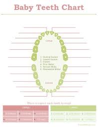 Printable Baby Teeth Chart Baby Teething Chart Tooth
