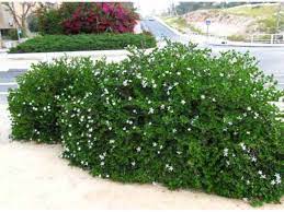 natal plum carissa macrocarpa shrub