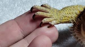 cutting bearded dragon nails not