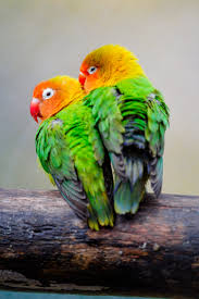 mobile wallpaper birds inseparables