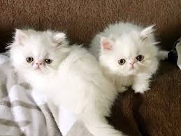 Spend time to take care your cat. Persian And Himalayan Kittens In New Jersey Home Facebook
