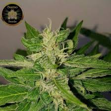 Named after jimi hendrix's song, purple haze induces psychedelic cerebral haze upon consumption, such effect may not be suitable for everyone. Deep Purple Haze Auto Sumo Seeds Zamnesia