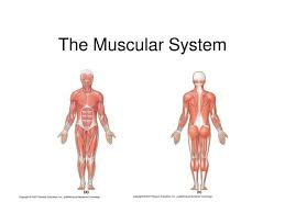 This is an online quiz called muscular system labeled back. 33 Label The Muscles Of The Abdominal Wall Label Design Ideas 2020