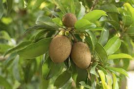 Mamey sapote trees will fruit prolifically when mature, producing 200 to 500 fruits in a season! Sapodilla Fruit Spice Park