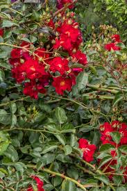 pot red flower carpet