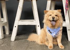 dog friendly cafes and restaurants