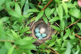 sparrow nest with a cowbird egg stock